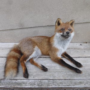 May include: A taxidermy red fox with a thick, multi-toned coat of reddish-brown and orange fur, featuring a white chest, throat, and underbelly. The fox has black fur on its lower legs and paws, pointed ears, and a long, bushy tail with white fur.