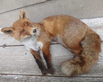 lying, sleeping adult fox in winter fur / lying red fox / Winterskin