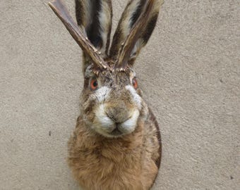Wolpertinger / Jackelope / Elbtritsche / Hasenkopf / Rabbithead