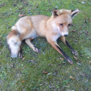 May include: A taxidermy red fox in a resting position with its front legs extended forward. The fox features a coat of reddish-orange fur, a white chest and underbelly, black lower legs, and a bushy tail with a white tip and black markings.