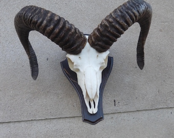 European mouflon, Ovis aries musimon, Aries, zodiac sign, sheep