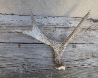 Moose antler / Moose antler from Scandinavia / Shed antler / Decoration / Moss antler