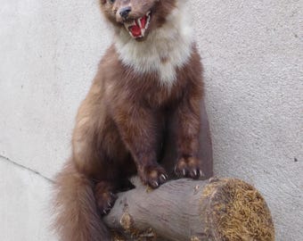 Steinmarder, Baummarder, Marder, Stone marten, pine marten, Automarder