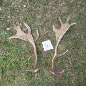 May include: Two light brown fallow deer antlers with multiple points and a flattened palmated shape. A small white square piece of paper with the handwritten number 4 in blue ink is positioned between the two antlers on the ground.