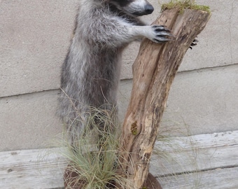 Raccoon, adult raccoon (Procyon lotor)