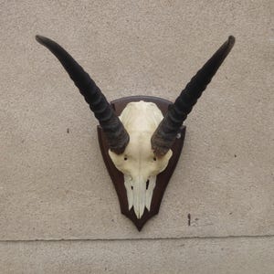Reedbuck, antelope, Commonreedbuk, antelope, Africa