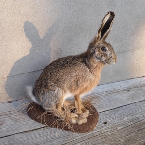 Lepre europea, Lepus europaeus / Coniglio pasquale, Lepre, Coniglio, Coniglio