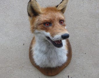 Fox Head / Red Fox / Vulpes Vulpes / Taxidermy / Foxhead / Redfox