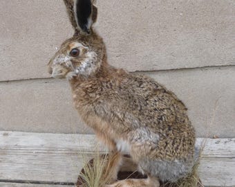 Hare, European hare, Lepus europaeus / Easter bunny, Hare, Rabbit, Bunny