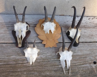 Vintage, collection of chamois antlers, 5 chamois horns, chamois, chamois