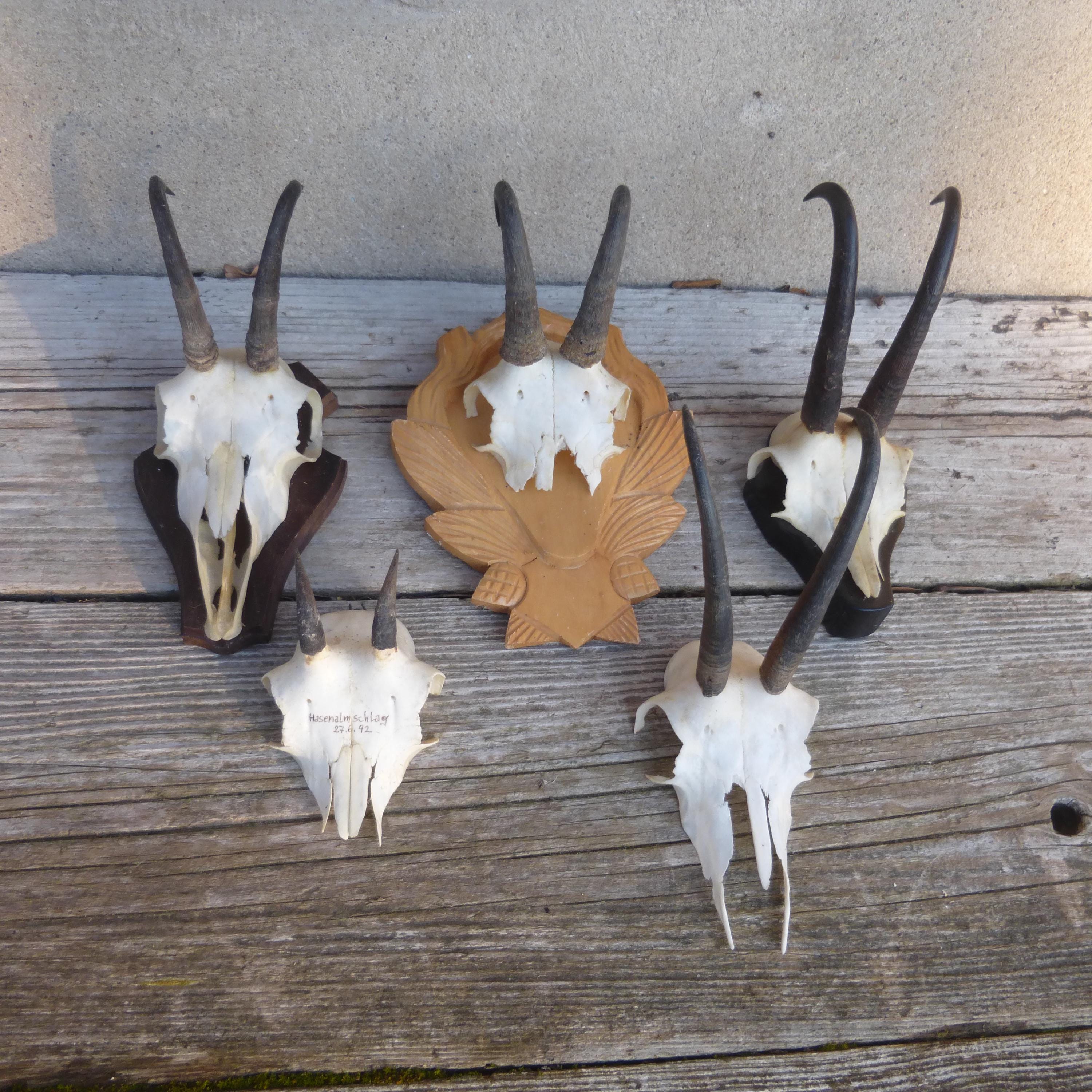Trophée Cabinet De Curiosités Avec Cornes De Gazelle Sur écusson - Taxidermie - Occasion