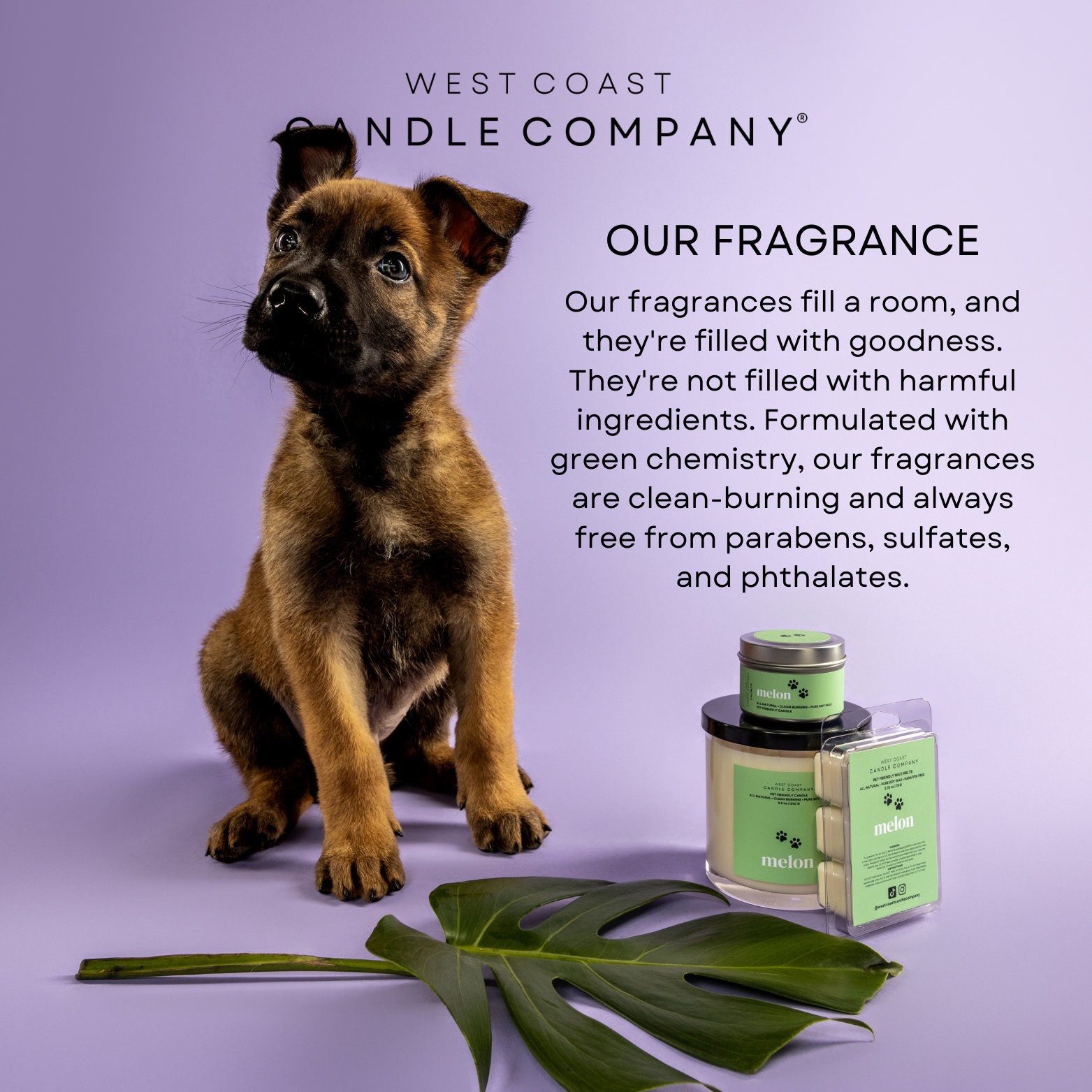 Stressfree Pet Friendly Candle Pet Safe Candle Clean Burning Candle