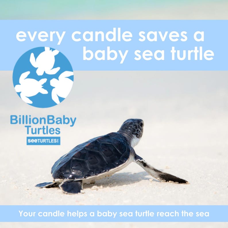 May include: A baby sea turtle crawls on a sandy beach. The image includes the text "every candle saves a baby sea turtle" and "Your candle helps a baby sea turtle reach the sea." The logo for Billion Baby Turtles is also present.