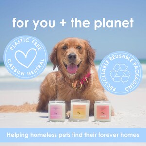 May include: A Golden Retriever dog with a pink collar sits on a sandy beach, with three square glass candles in front. The candles have pink, yellow, and orange labels. Text reads "for you + the planet", "Plastic Free Carbon Neutral", and "Recyclable Reusable Packaging".