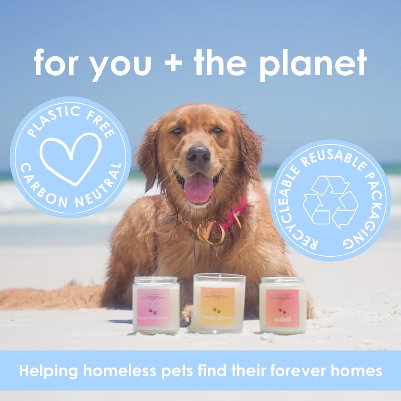 May include: A Golden Retriever dog with a pink collar sits on a sandy beach, with three square glass candles in front. The candles have pink, yellow, and orange labels. Text reads "for you + the planet", "Plastic Free Carbon Neutral", and "Recyclable Reusable Packaging".
