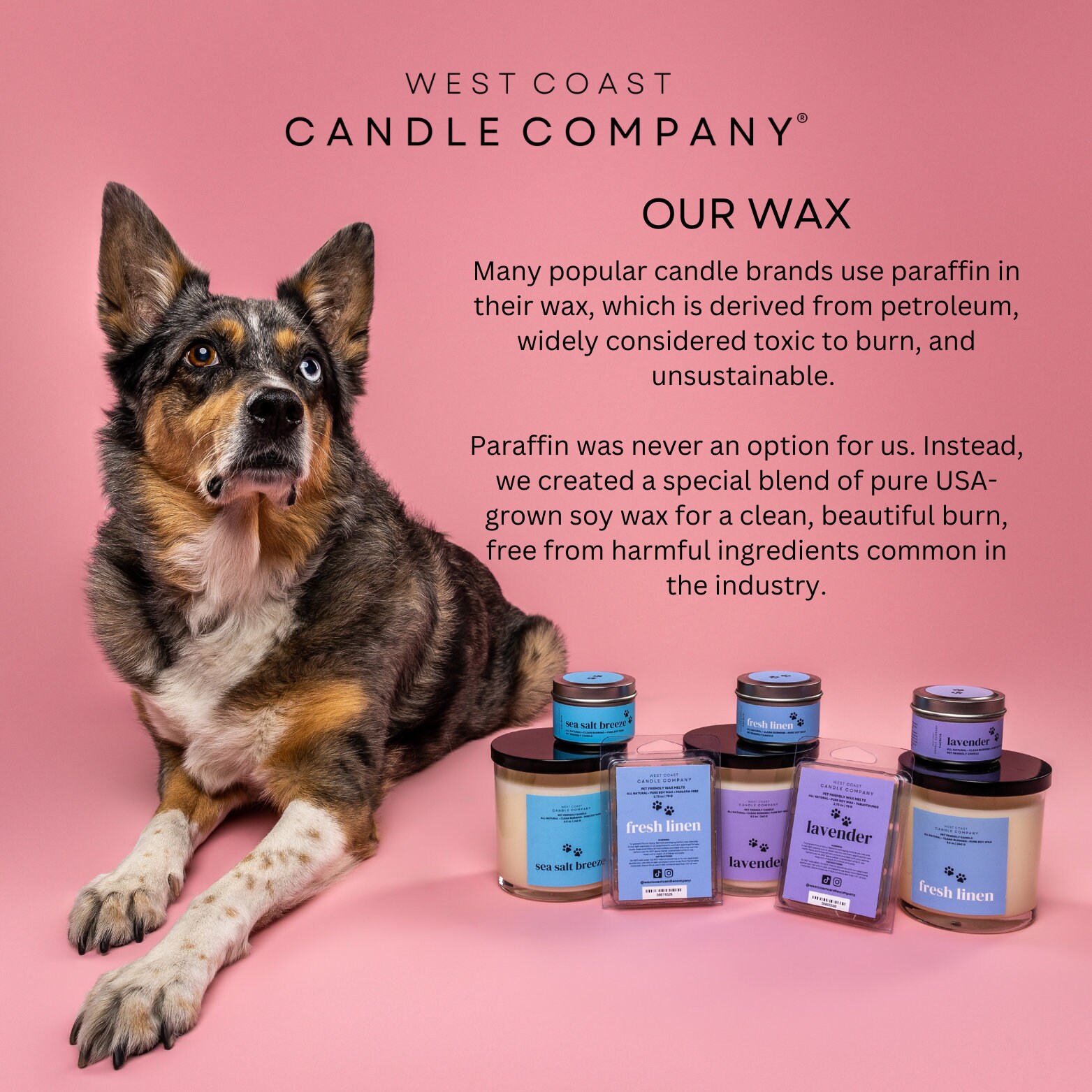 Pet Safe Candle Pet Friendly Candle Clean Burning Candle Pet Odor