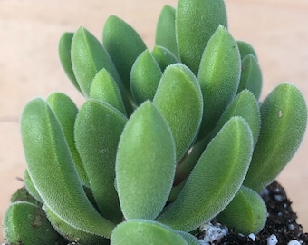 Crassula Rogersii | Schönland