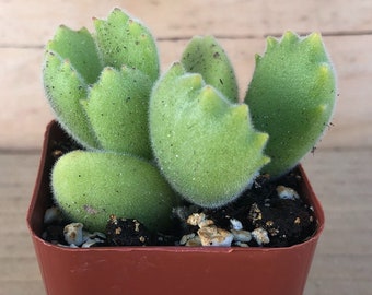 Bear’s Paw | Cotyledon Tomentosa