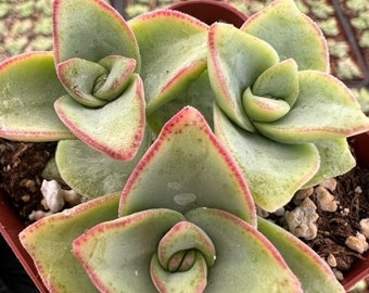 String of Buttons | Crassula Perforata | Necklace Vine | Stacked Crassula | Pagoda Plant