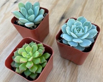 3 Succulent Varieties | Mystery Succulent Pack | Assorted 2'' Potted Succulent