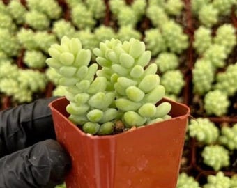 Burro's Tail | Sedum Burrito | Sedum Morganianum | Succulent | Hanging Plant