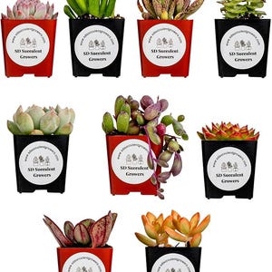 Mystery Succulent Pack: 9 Assorted 2'' Potted Varieties
