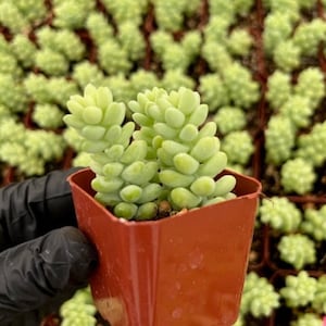 Burro's Tail | Sedum Burrito | Sedum Morganianum | Succulent | Hanging Plant