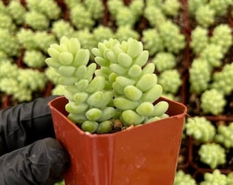 Burro's Tail | Sedum Burrito | Sedum Morganianum | Succulent | Hanging Plant