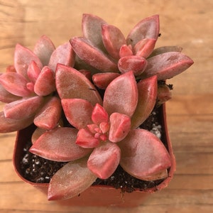 Graptopetalum ‘Bronz’ | Graptosedum 'Alpenglow'