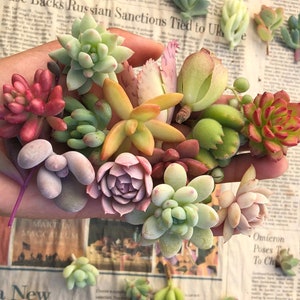 斑入りアロカシア・スティングレイ | 4インチ鉢植え熱帯観葉植物