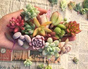 15 Assorted Succulent Cuttings | Mini Succulent Babies