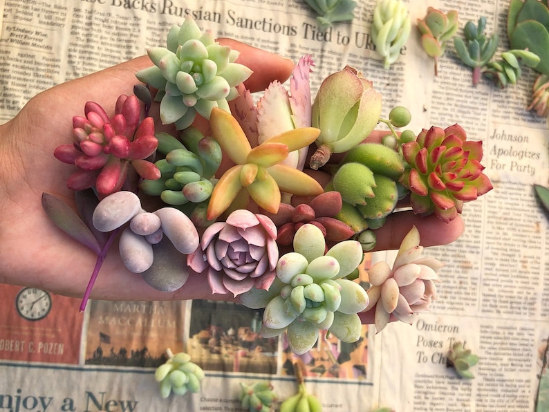 15 Mini Assorted Succulent Cuttings | 15 Succulent Babies