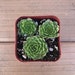 see more listings in the Colorful Succulents section