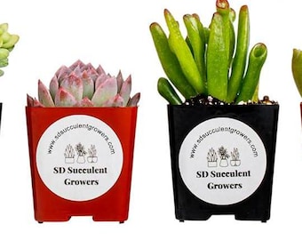 animal plant pots 2 Pigs trough Planter resin garden decorative outdoor