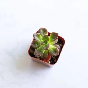 Black Prince Echeveria - 2" Rooted Succulent image 1