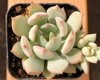 Graptoveria 'A Grim One' | Graptopetalums