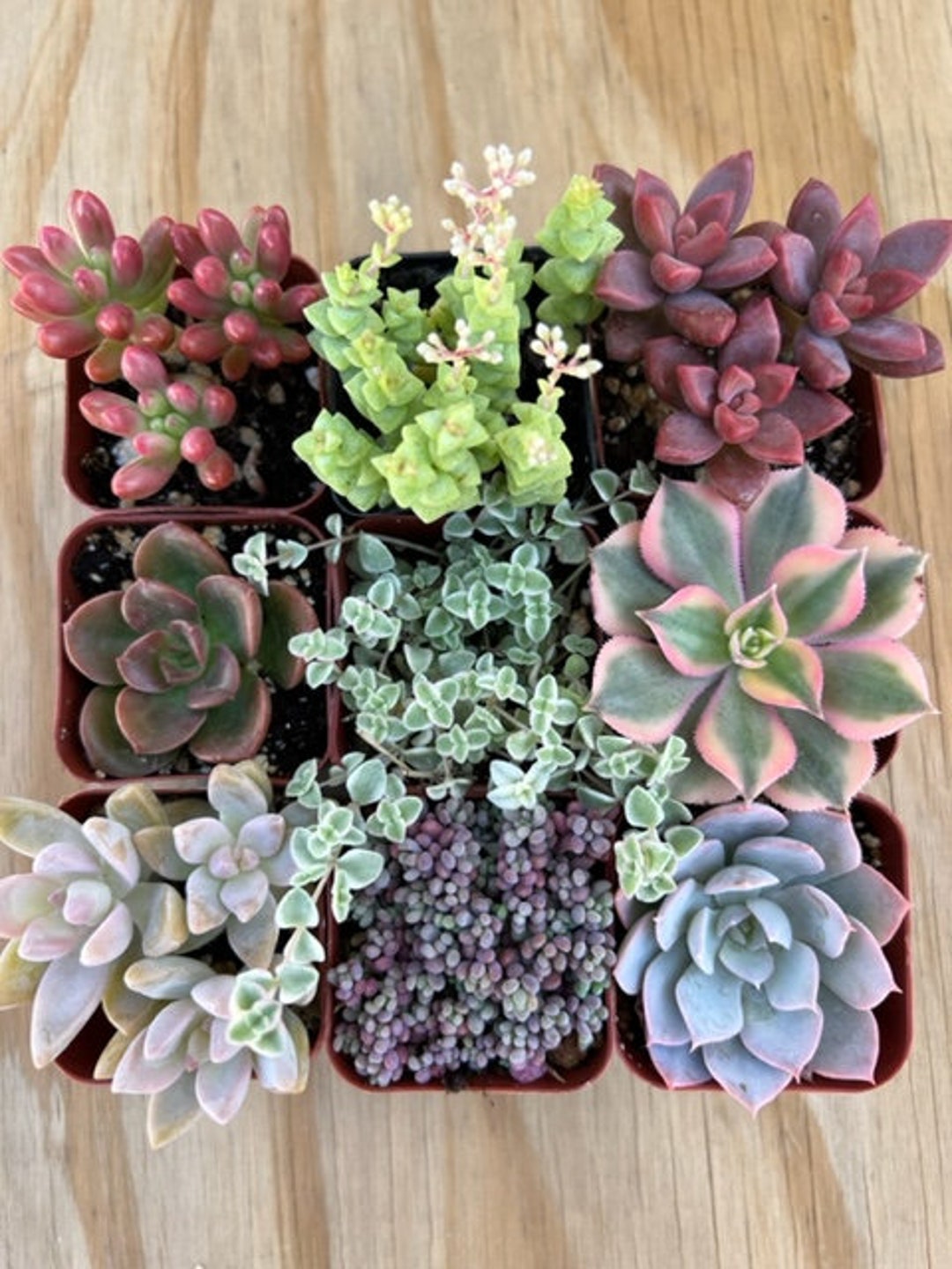 9 Succulent Varieties Mystery Succulent Pack Assorted 2'' Potted Succulent