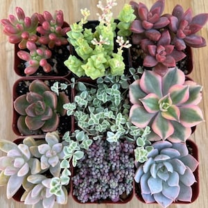 9 Succulent Varieties | Mystery Succulent Pack | Assorted 2'' Potted Succulent