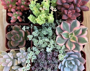 9 Succulent Varieties | Mystery Succulent Pack | Assorted 2'' Potted Succulent