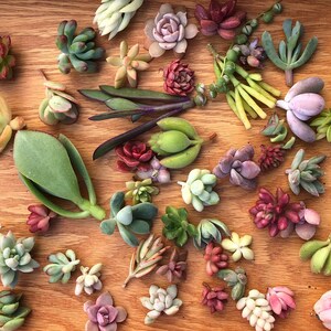 15 Mini Assorted Succulent Cuttings | 15 Succulent Babies