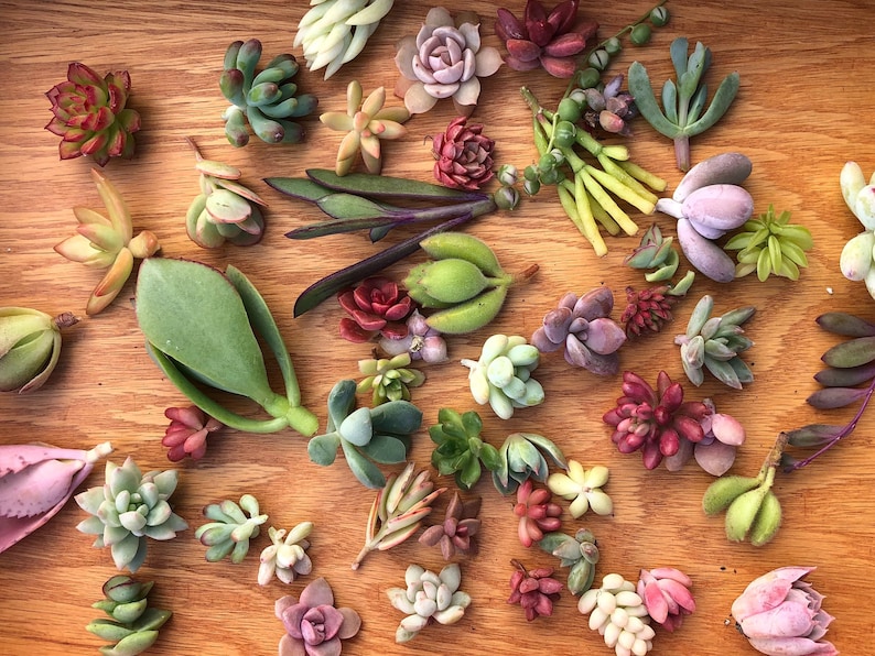 15 Mini Assorted Succulent Cuttings | 15 Succulent Babies