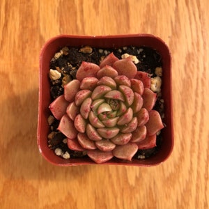 May include: A red and green succulent plant in a terracotta pot. The plant has a rosette shape with many leaves.