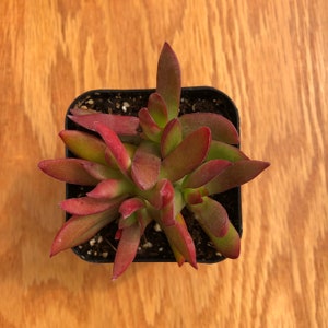 Campfire Capitella 'Crassula' | Red Pagoda