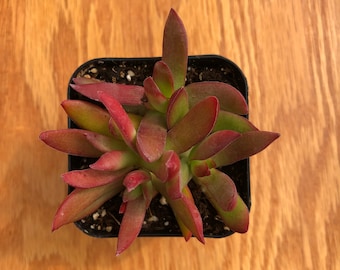 Campfire Capitella 'Crassula' | Red Pagoda