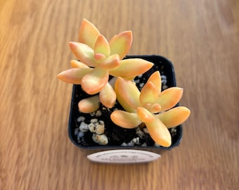 Coppertone Sedum | Coppertone Stonecrop | Sedum nussbaumerianum