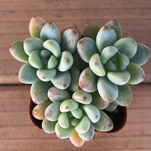 Tiscalatengo | Sedum Clavatum