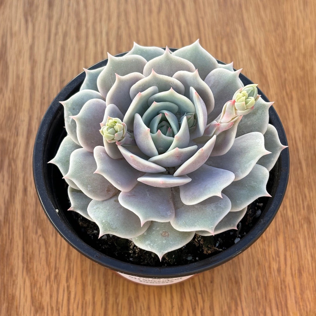 Echeveria Lola - Etsy