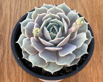 Echeveria Lola