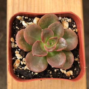 May include: A small succulent plant with reddish-brown leaves in a red plastic pot. The plant is surrounded by small white pebbles and brown soil.