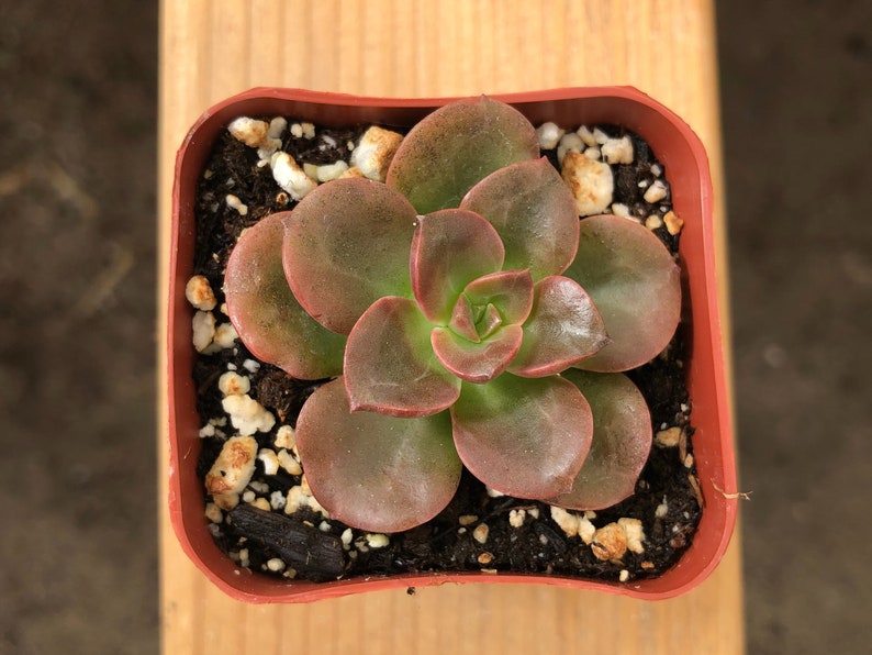 May include: A small succulent plant with reddish-brown leaves in a red plastic pot. The plant is surrounded by small white pebbles and brown soil.